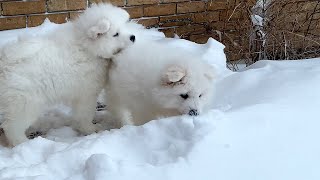 Samoyed Puppies 🐶 Seeing Snow For First Time [upl. by Boles]