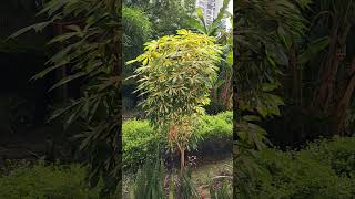 ManihotBitter casavabeautifulnaturemedicineplantstreesflowersshortsviraltrendingyoutube [upl. by Aneloc]