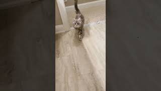 🔈Chirping Maine Coon kitten volume up [upl. by Leagiba]