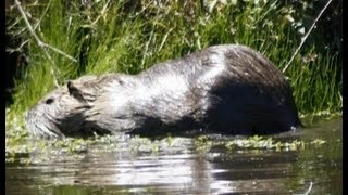 VIE SAUVAGE quotFaune et flore des marais et étangs du Morbihanquot [upl. by Sillad]