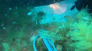 Spearfishing Baldchin Groper  Jurien bay [upl. by Rtoip649]