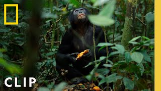 Bonobos Hunt Down Colobus Monkeys  Queens  National Geographic [upl. by Liza]