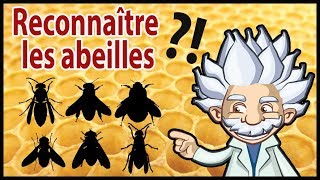 Comment reconnaître une abeille  guêpe syrphe bourdon volucelle [upl. by Anela742]