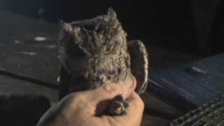 Western Screech Owl [upl. by Epp]