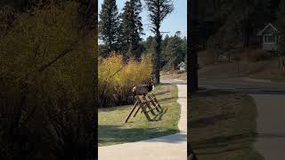 Elk rut  Estes Park [upl. by Allicsirp]