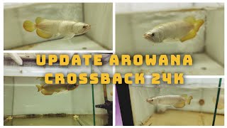 REVIEW AROWANA CROSSBACK 24k [upl. by Ayekam287]