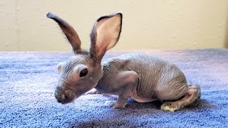 Uno the Hairless Baby Bunny and Littermate Uzi [upl. by Oileduab]