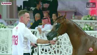 N113 PASHA AL KHASHAB  Al Shaqab International Arabian Horse Show  Yearling Colts Section A [upl. by Adnorhs]