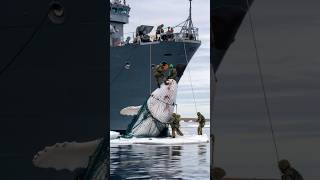 Soldiers save giant whale from fishing net [upl. by Esenahs439]