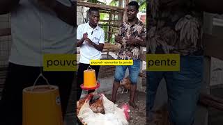 P3 Il est Devenu UN EXPERT En Production Du Poulet Local Après 2ans Délevage SEULEMENT [upl. by Mulloy633]