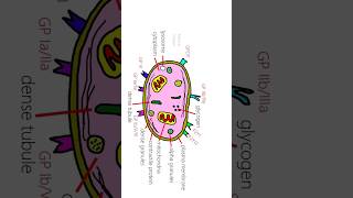 Antiplatelet drugs mbbs platelet aspirin [upl. by Mahla856]