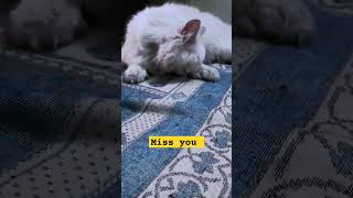 My Binni Kash 1 chance to deti love cat animals [upl. by Wolfort]