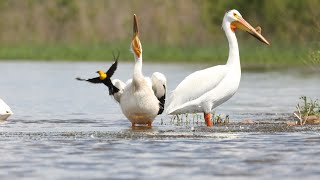 The American White Pelican [upl. by Vasili325]