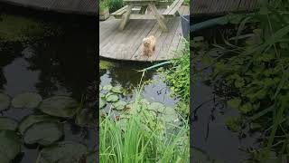 30 Blaffende Maltipoo Barking Maltipoo [upl. by Inihor874]