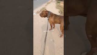 american bully xxl kennel in india pitbull dog pitbullfacts americanbully ytshorts feedshorts [upl. by Hayotal]