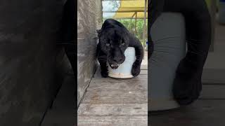 Angry Black Panther animals wild wileyshow shorts shortvideo [upl. by Arnon]