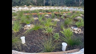 Inspection of Filterra® Bioretention at Ingleburn Western Sydney NSW [upl. by Nawat]