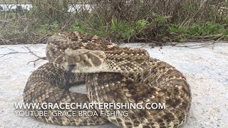 Massive Rattlesnakes Deadly Bite  Western Diamondback Spitting Venom [upl. by Philipps826]