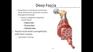 Anatomy of the deep fascia of the arm Brachial fascia and intermuscular septa [upl. by Dagny]