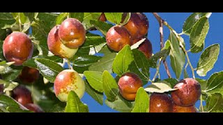 What are the Best Jujube Tree Varieties to Grow GA 866 vs Sugar Cane vs Honey Jar vs Li Jujube [upl. by Atnim]