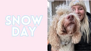 aussiedoodle frankie day in the life  snow day [upl. by Kadner]