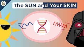 How UV Rays Damage Skin [upl. by Gerti]