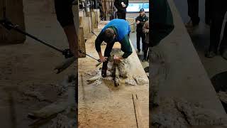 Australian sheep shearer Shearing demonstration [upl. by Lenora]