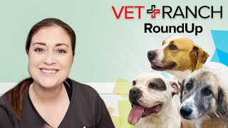 Another Croptastic Episode on Vet Ranch RoundUp [upl. by Aissatsana]