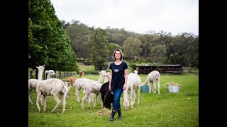 Little Valley Farm Alpaca Farm Hunter Valley [upl. by Redyr]