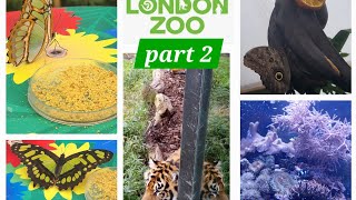 London zoo October 2024 Part 2 [upl. by Tesil227]