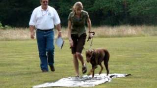 Doberman Working Aptitude Evaluation Michigan 2010 [upl. by Sherrod]