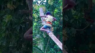 8610339350 tree cutter in kaniyakumari  amazing tree cutting [upl. by Hiller]