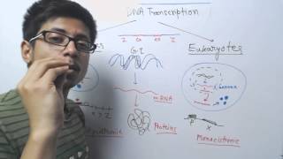 Prokaryotic vs eukaryotic transcription [upl. by Hairahs]