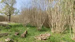 What is coppicing [upl. by Litman670]