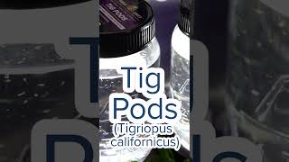 Tig Pods Tigriopus Californicus [upl. by Frasch]