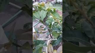 Rooftop garden mango tree 🌳 garden shorts viralshorts yt parus vlog and cooking [upl. by Haidebez]