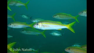 Goldstripe Goatfish  Mulloidichthys vanicolensis [upl. by Aiyot]