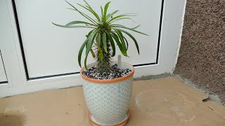 Repotting My Pachypodium lamerei Madagascar Palm [upl. by Carmelina163]