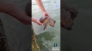 Rescue the turtle Спасение черепашки sailing sailboat море travel [upl. by Enoitna42]