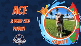 Ace  3 Year Old Pitbull  1 Week Board amp Train Program [upl. by Afital460]