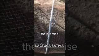 LACTUCA SATIVA AKA LETTUCE [upl. by Egerton]