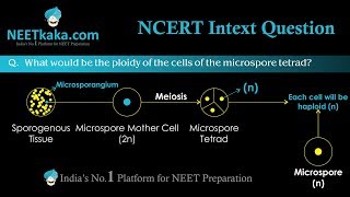 Ploidy of the cells of the microspore tetrad [upl. by Enidan]