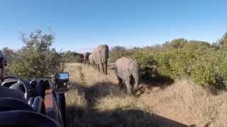 Kariega Game Reserve Safari Trip  July 2014 [upl. by Hayley]