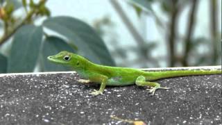 Lagartijo verde Anolis evermani  Evermanns Anole [upl. by Acisej]