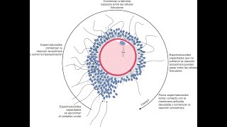 Gametogénesis y Fecundación [upl. by Ymassej]