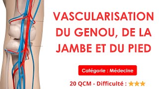 VASCULARISATION DU GENOU DE LA JAMBE ET DU PIED  Catégorie LAS  PASS  20 QCM  Difficulté  ⭐⭐⭐ [upl. by Boyce]