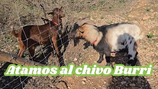 Atamos al chivo Burri para que no monte a las cabras [upl. by Prestige766]