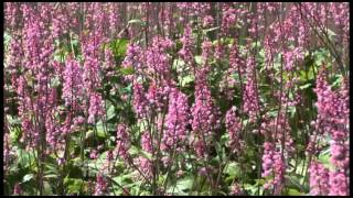 Plant Pick  Heucherella Dayglow Pink [upl. by Fidela143]