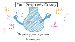 The pituitary gland class 12  The pituitary gland and its hormones [upl. by Nnairol75]