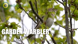 Garden Warbler  Sylvia borin  singing  song part 3 [upl. by Dyolf]